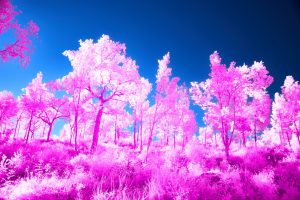 a infrared image of pink trees in a forest